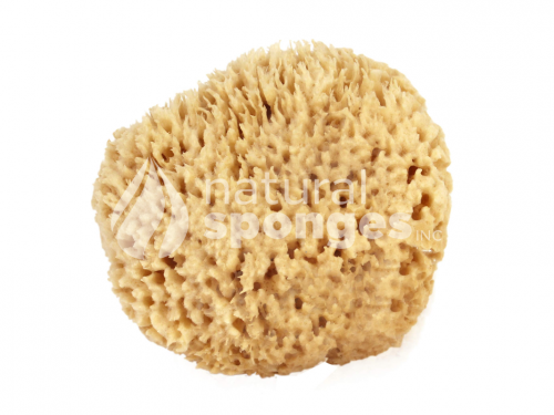 Bath Sponges (Wool)-1544