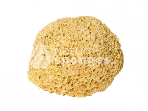Bahamas Silk Sea Sponges-850