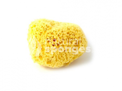Bath Sponges (Wool)-1547